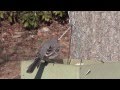 Mockingbird Drives Other Birds Away From Feeder NARRATED Mockingbird Drives Other Birds Away From Feeder NARRATED