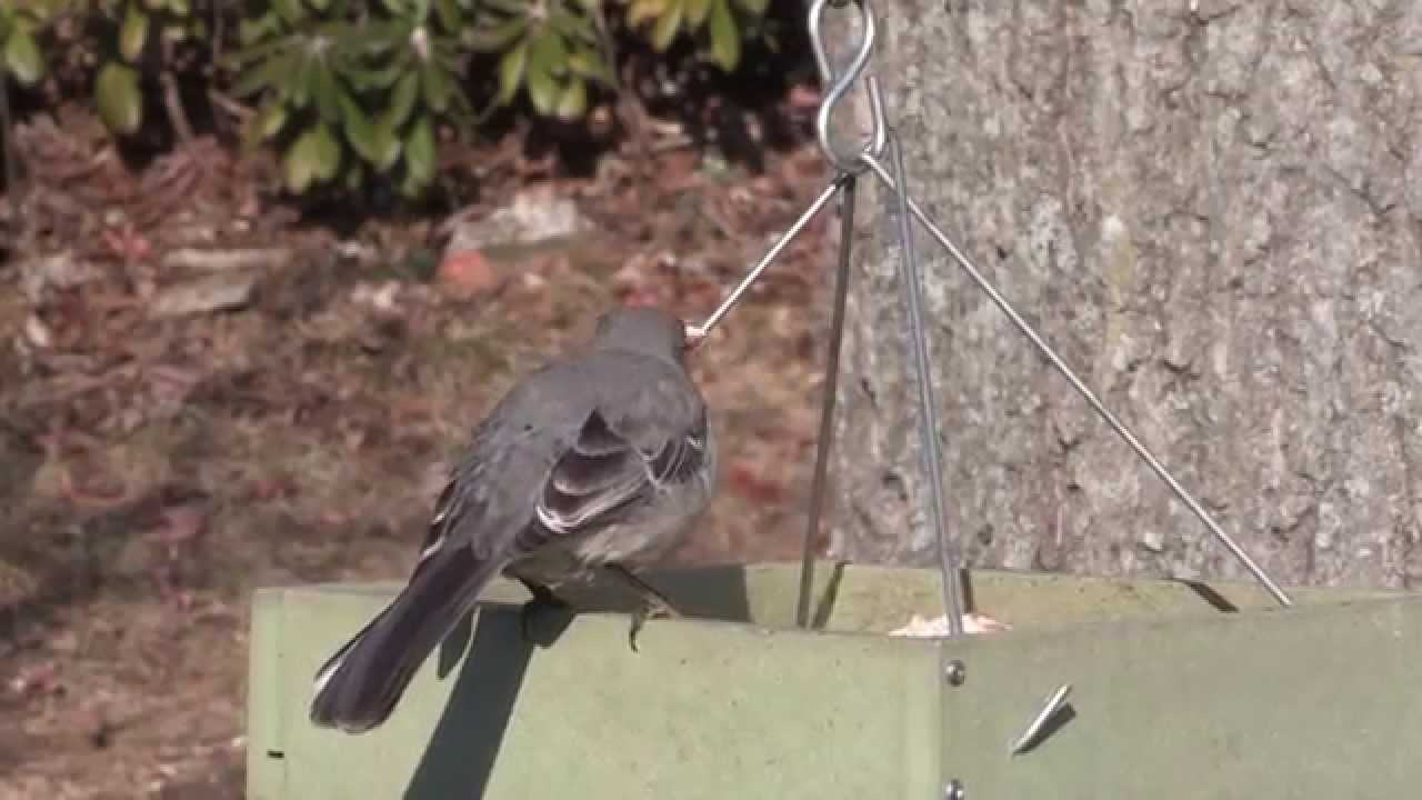 Mockingbird Drives Other Birds Away from Feeder--NARRATED - YouTube