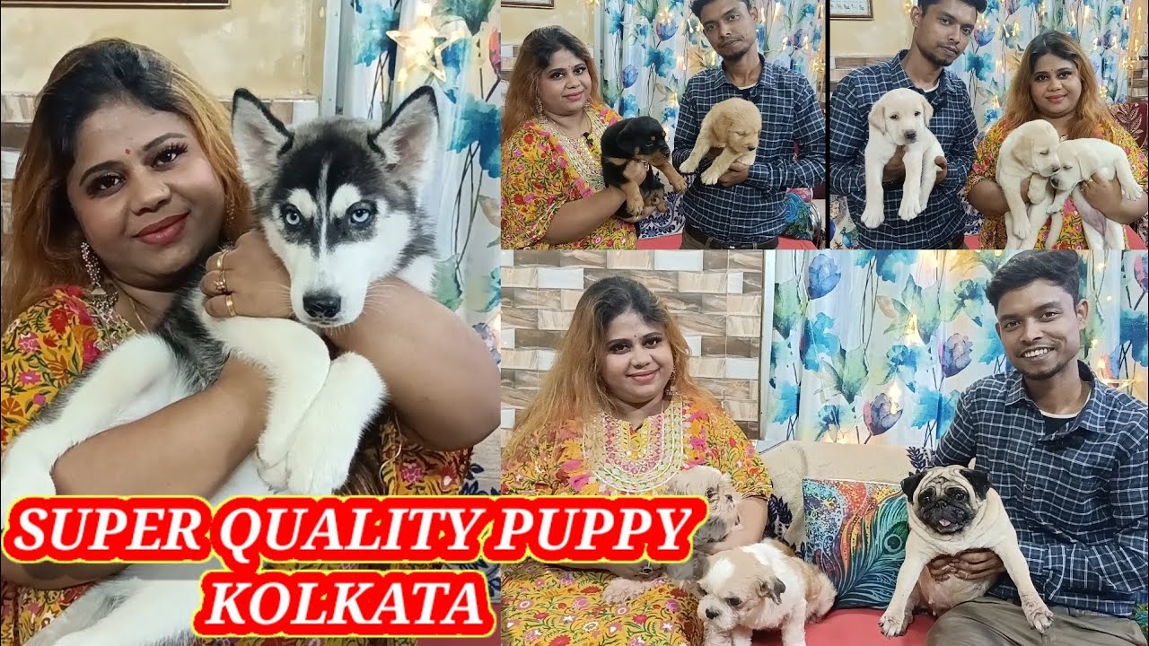 Best Dog Seller In Kolkata🐕Top Quality Golden Retriever🐕KCI registered