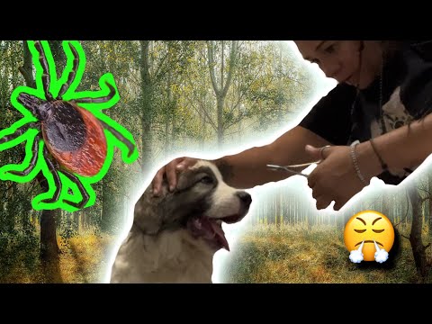 วีดีโอ: ทำไมหมาหมุนรอบในสิ่งมีกลิ่นเหม็น?