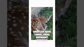 wait...deer can have twins from different fathers?