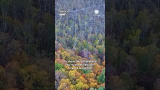 Blue Ridge Parkway Deforestation From Helene