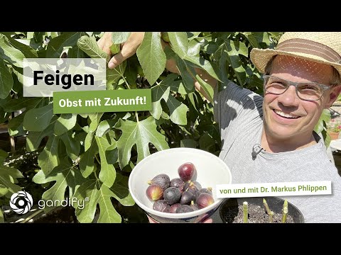 Video: Ausgetrocknete Feigenfrüchte - Warum trocknen meine Feigen am Baum?