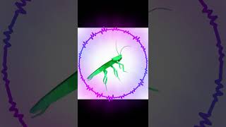 Dancing Rainbow Cockroach (Official Music)