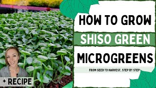 How to Grow Shiso Microgreens with Recipe | On The Grow