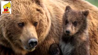 Scary Bear Growling Sound Effect Animal Sounds Animal Sound For Children