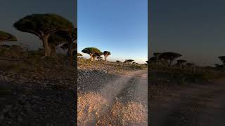 Драконовые деревья. Треккинг на Сокотре. Йемен / Trekking. Socotra. Yemen. 2024 #socotraisland