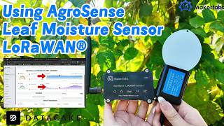 Using AgroSense_Leaf Moisture SN-3001 LoRaWAN® for Smart Agriculture leaf monitoring