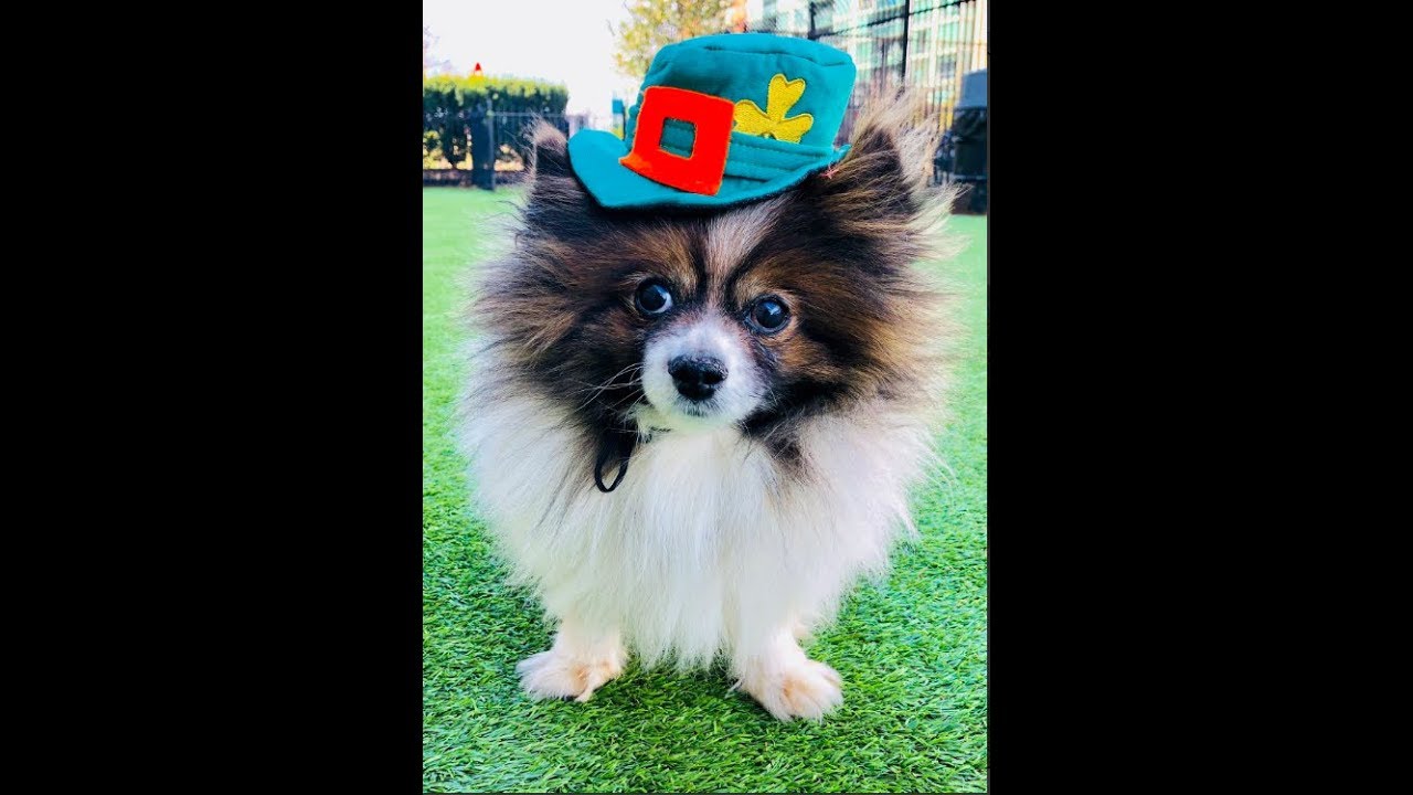 FREE MARKET WEBINAR : STRATEGIC FORECASTS : MARKETS & STOCKS : MEMBER QUESTIONS