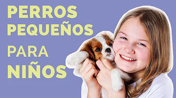 ¿Cuál es el perro pequeño más fácil de tener?