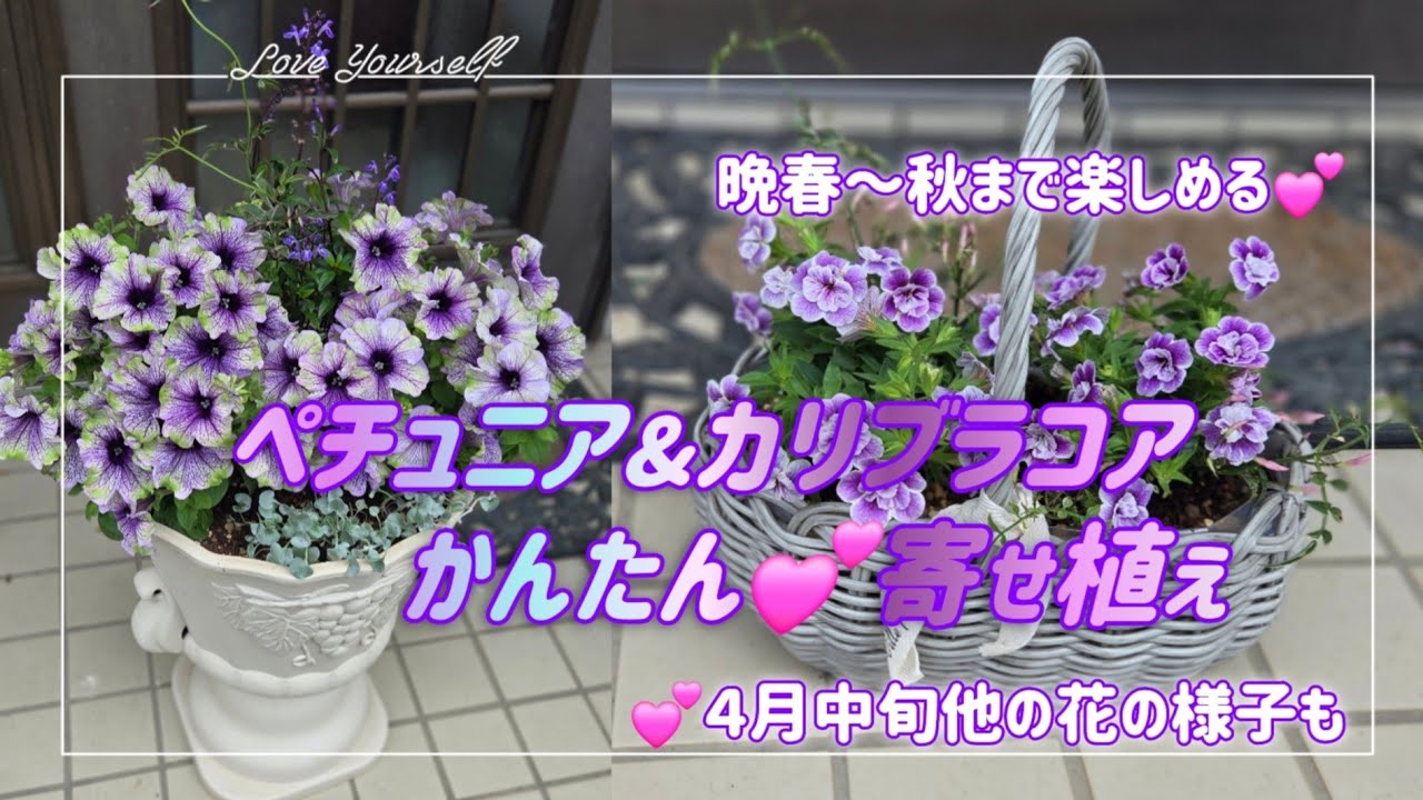 u*a様 人気♡パルプンテ♡極キレイパープル 2苗♡寄せ植え♡カゴ付き(幅３０セ u*a様 人気♡パルプンテ♡極キレイパープル 2苗♡寄せ植え