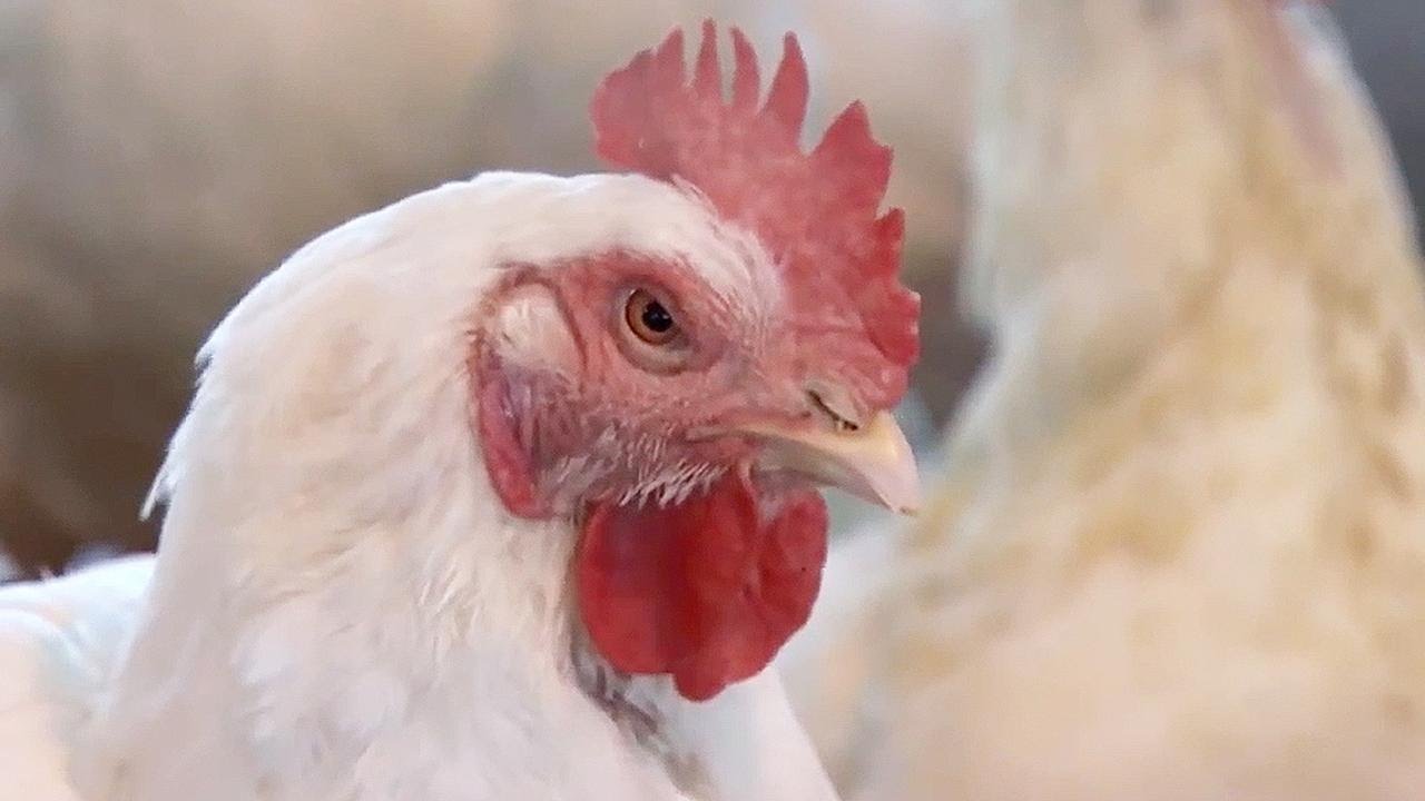 U.S. Battling with China Over Imports on American Chicken