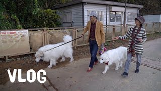【Vlog】ブリーダーさん主催のドッグショーへ遊びに行きました　Great Pyrenees　グレートピレニーズ