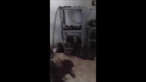 CỐC BI CON LĂN BĂNG TẢI