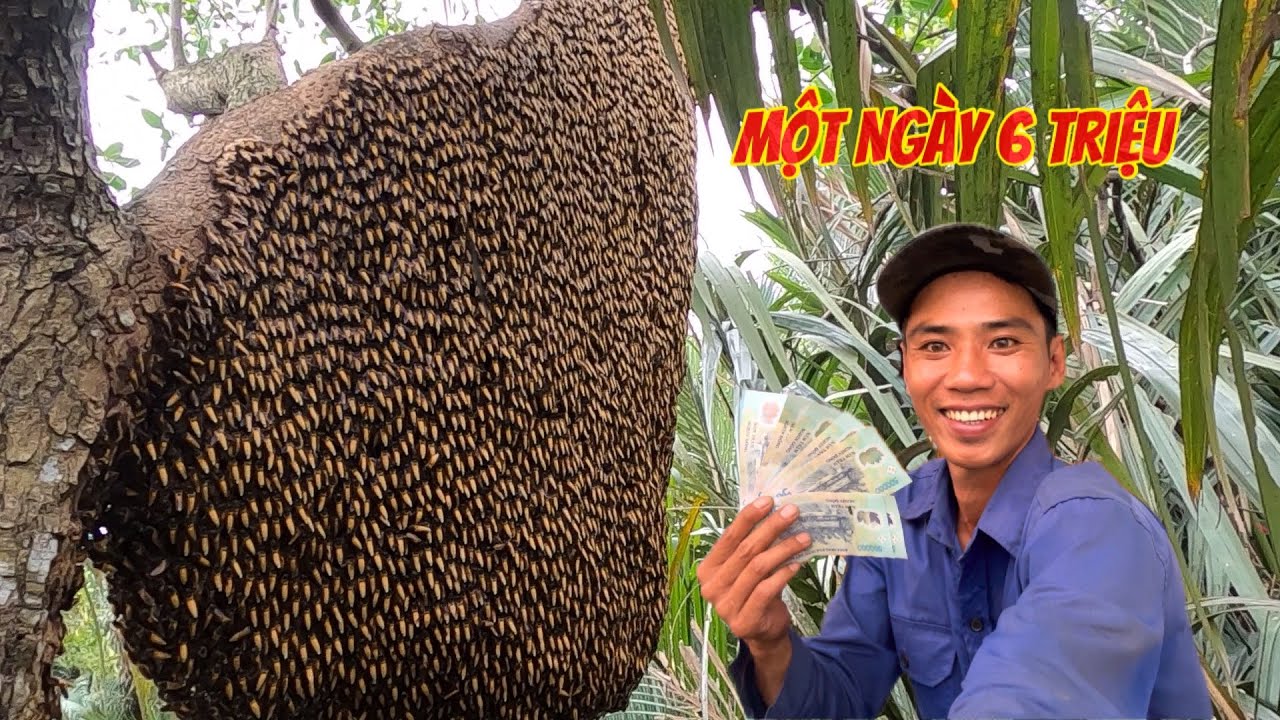 TRỜI ĐỘ CHO NGHỀ MƯU SINH TRÚNG MÁNH BA TỔ ONG ĐƯỢC 6 TRIỆU ĐỒNG