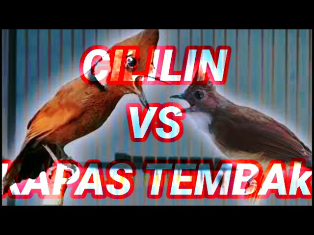 MASTERAN SUARA CILILIN VS KAPAS TEMBAK DIJAMIN AMPUH!! class=