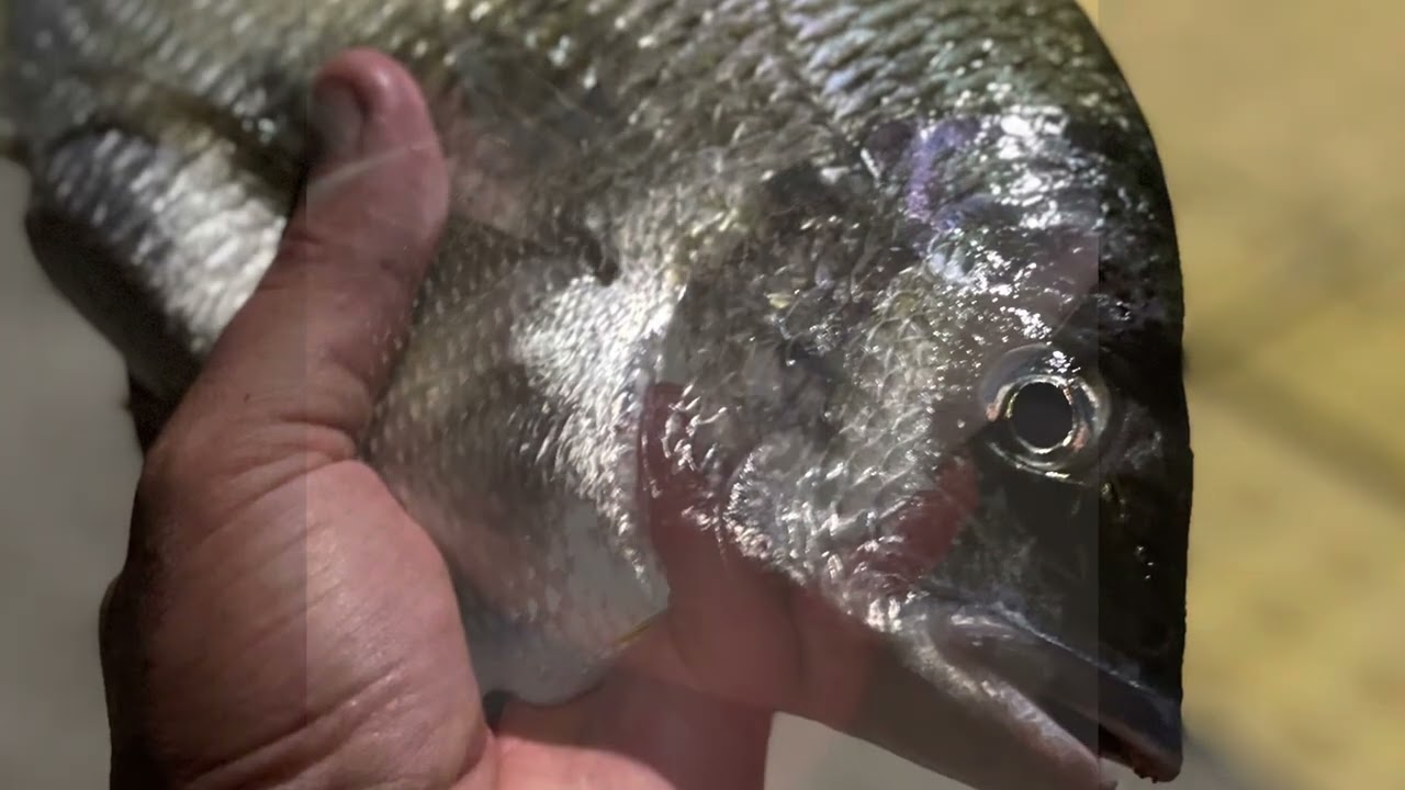 Bream session Port Hacking