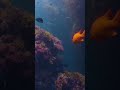 Natural beauty of California’s cold water #underwater #ocean #nature #california #colorcorrection