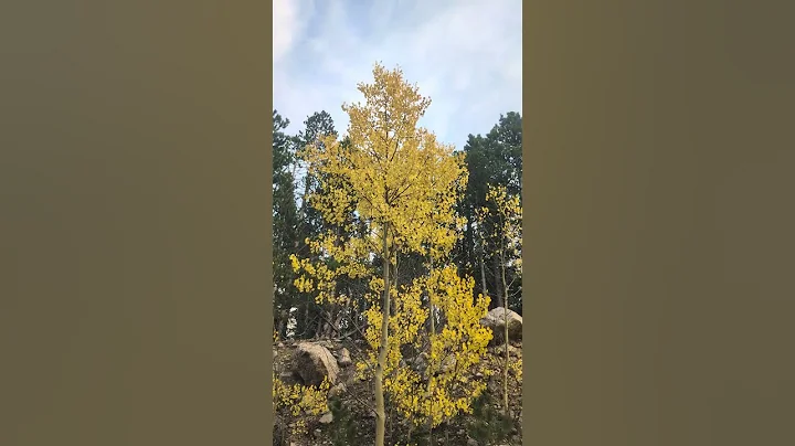 Golden leaves dancing in the wind #fall #autumnleaves #autumncolours #autumn #trees #nature