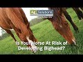 Is your horse at risk of developing Bighead?