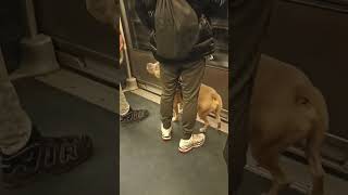 Smart dog#shorts #paris #dog #chien #metro #viral #trending #shortvideo