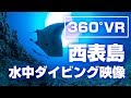 【360°VR】西表島　水中ダイビング映像 　ー大物遭遇編ー