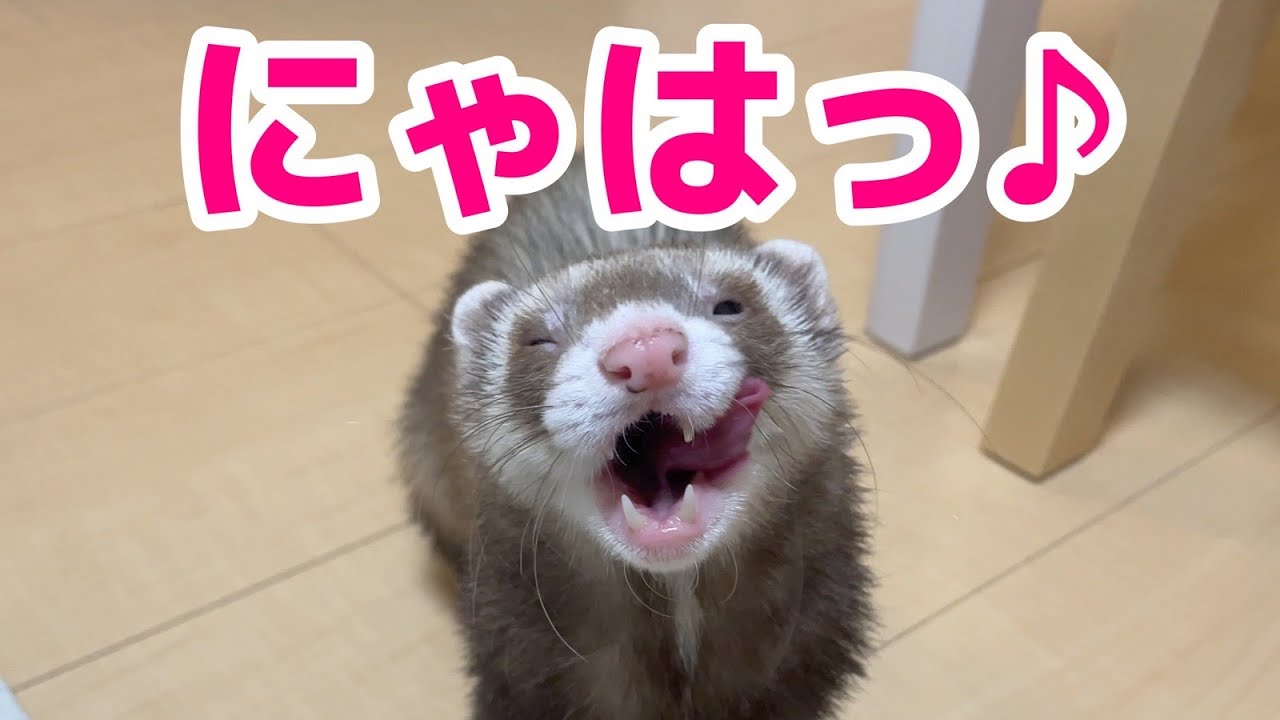 フェレットの笑顔が可愛くてもう - YouTube
