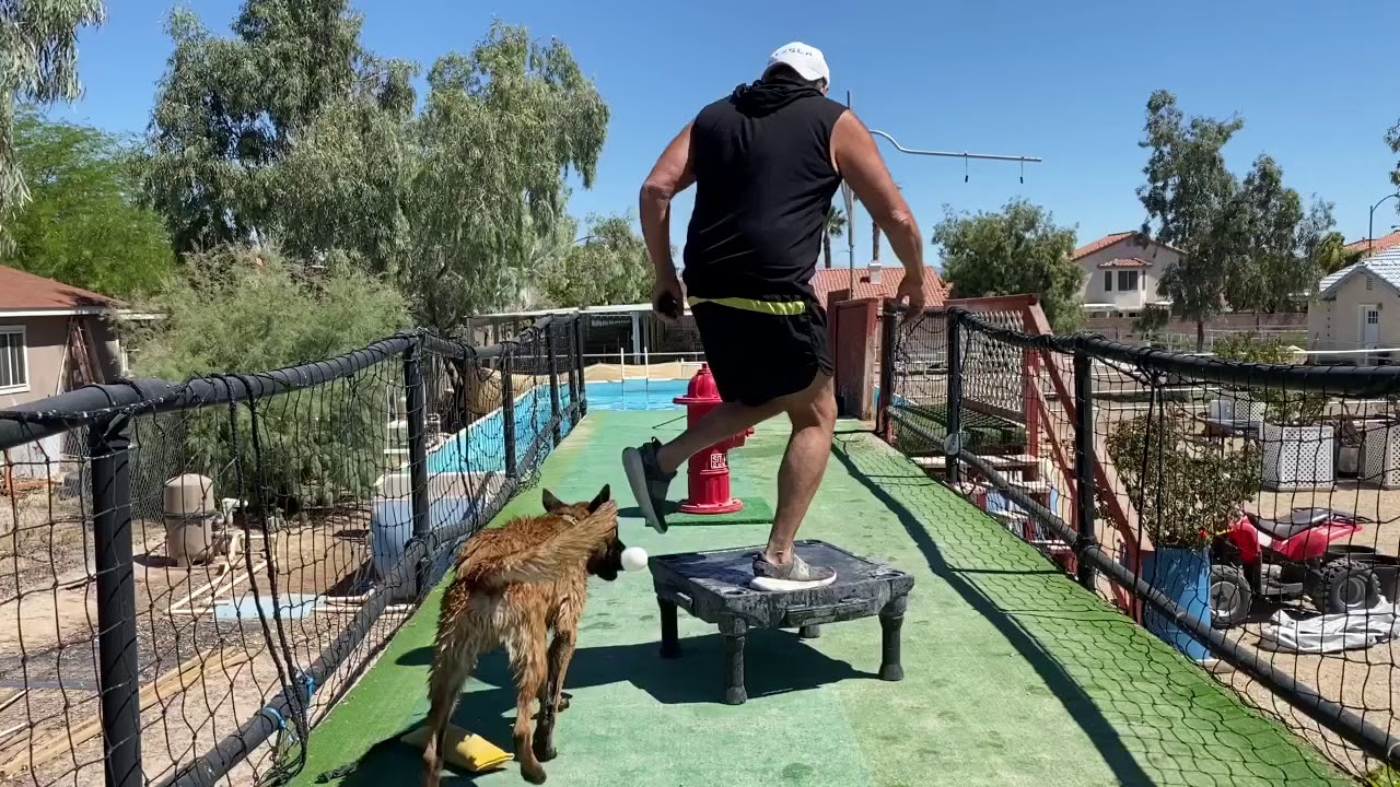 Day 3 training with Belgian Malinois 6 1/2 months old ...