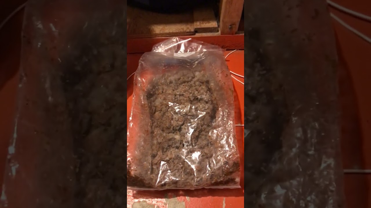 Morel importuna experiments