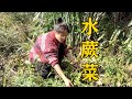 燕子去河邊摘水蕨菜，摘到手軟都不想回家，滿地都是春天的味道【農人家三嫂】