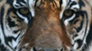 A Farewell to Ming, the Siberian-Bengal Tiger Who Spent Three