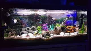 MY FLUVAL ROMA 240 - 23RD OCTOBER 2019