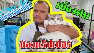 ช่างท้อป - แนะนำวิธีอาบน้ำแมวเบื้องต้น (น้องแร็ปเปอร์)