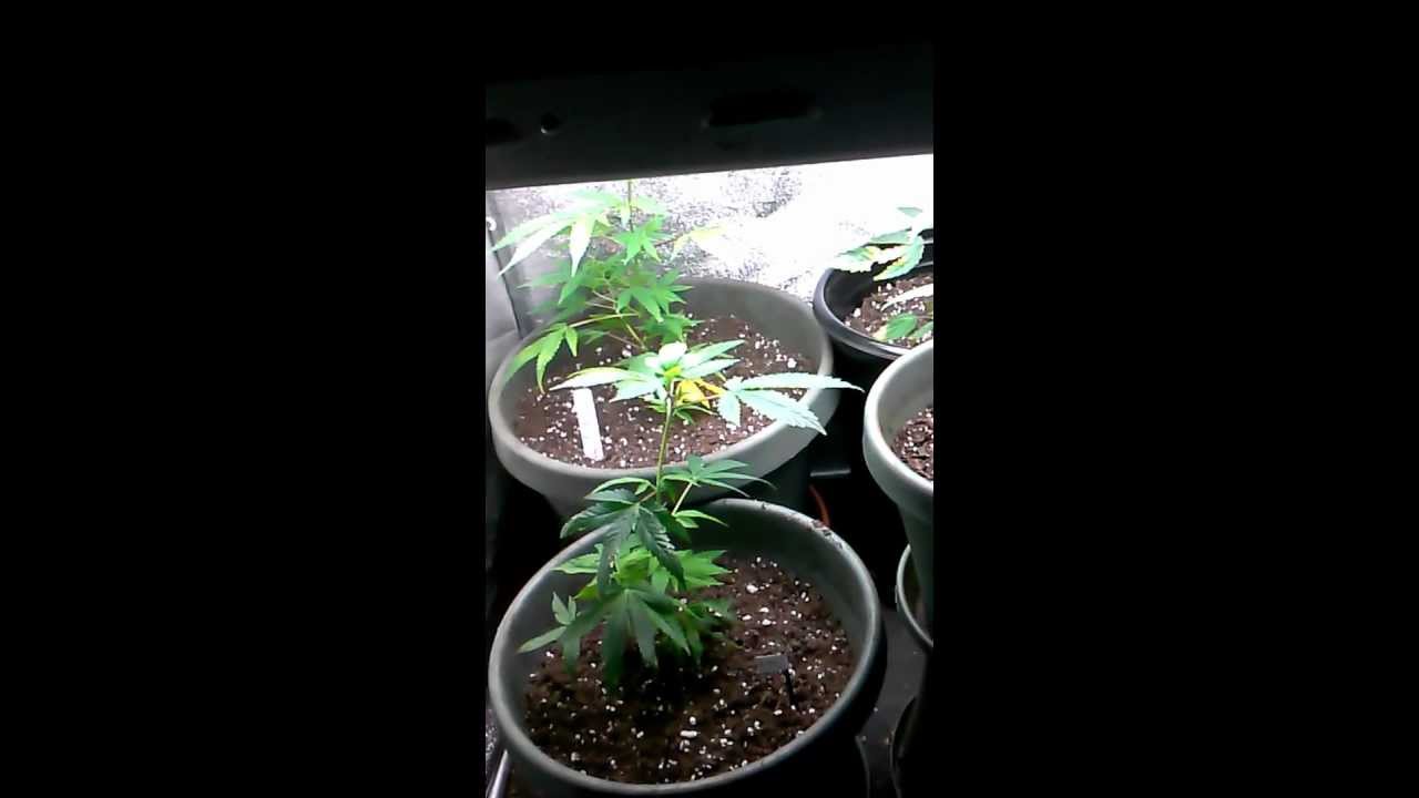 Prop 215 Legal Grow