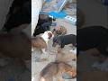 Rescue Abandoned Puppies from the Desert 💔🐶 Saved from Death #shorts