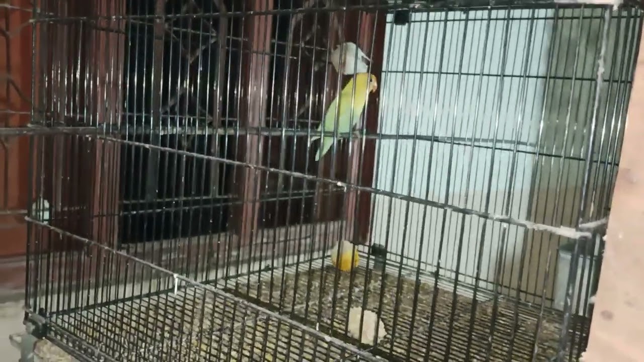 albino Red eyes setup /30 -12-2024