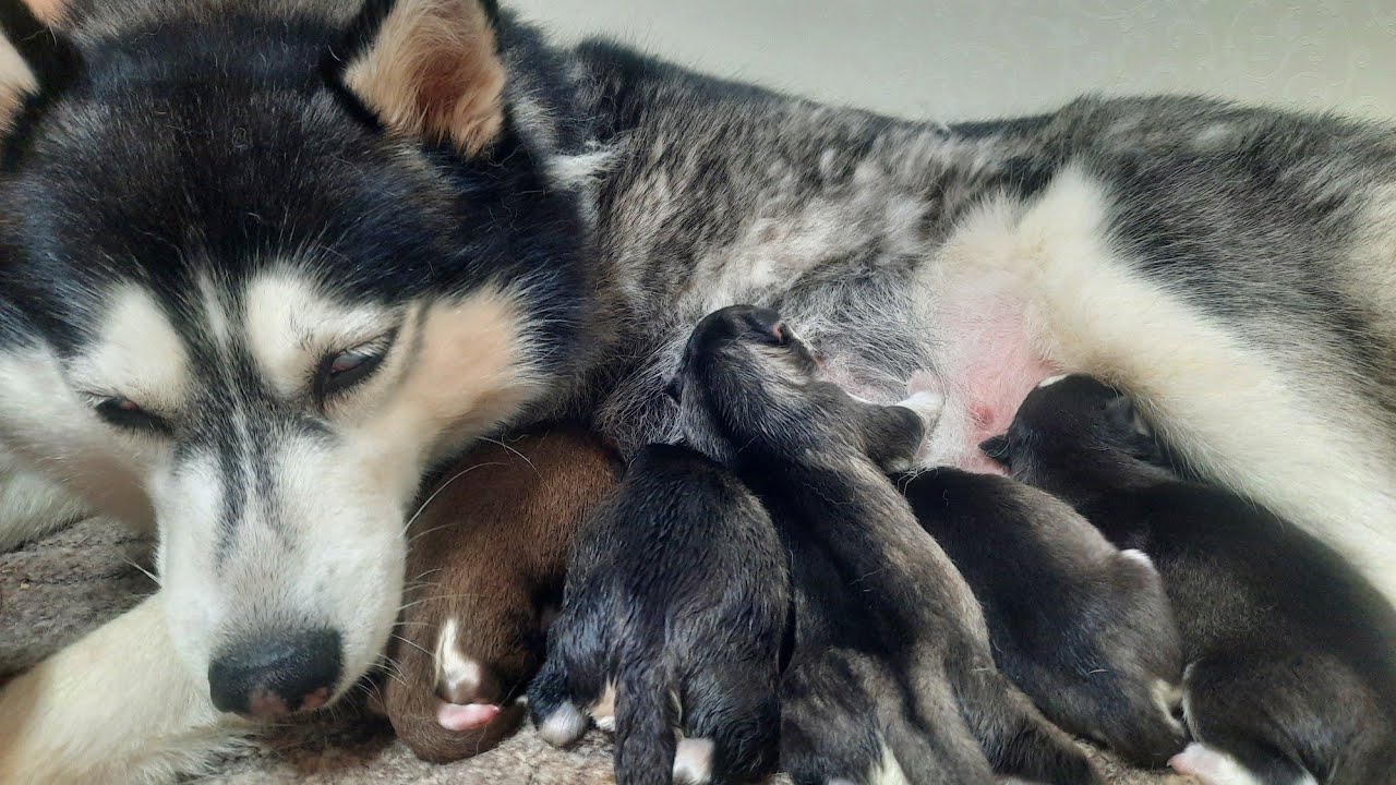 РОДЫ у Хаски Джесси. Сколько щенков? Экстренные роды