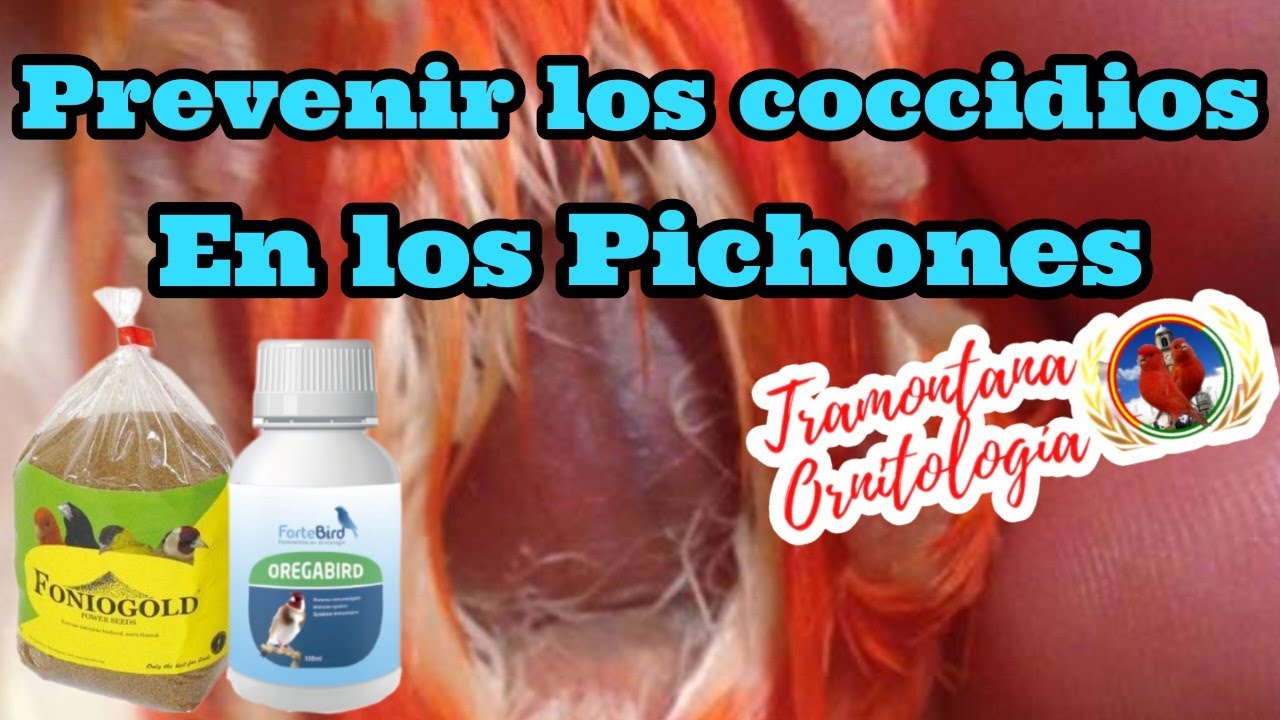 Como prevenir los coccidios en los pichones nuevos de forma natural.