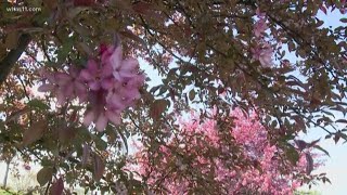 Louisville doctor discusses allergies, COVID-19