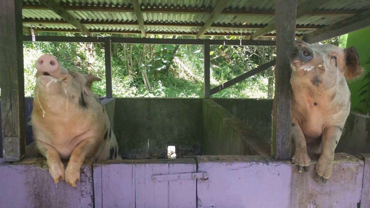 Beer Drinking Pigs at Norma's YouTube