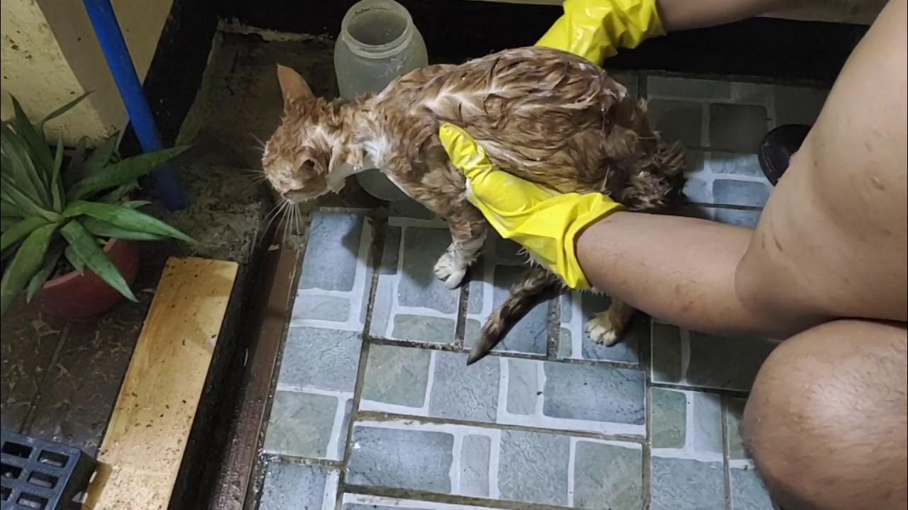 Giving Sulfur Bath to My RingwormInfested Cat YouTube