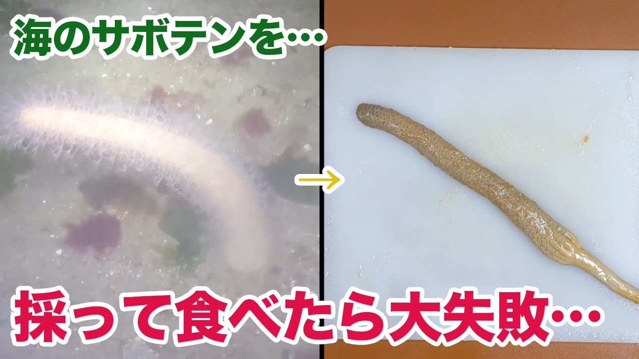 【完全敗北】海のサボテンを…採って食べたら大失敗…
