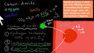 MB.2.1. Substances transported in blood (HSC biology)