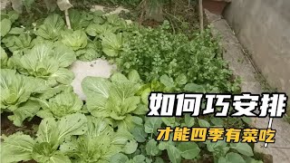 家庭种菜如何巧安排，才能四季有丰富的有机蔬菜吃