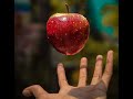 Grafting Apple Trees