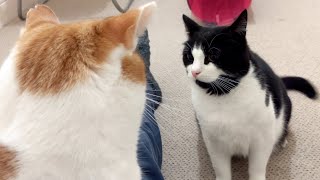 Jealous Cat Doesn't like It When Other Cat Sits On Owners Lap (2)