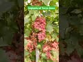 Terzo anno impianto Uva 🍇