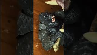 Kong’s motivation to keep fighting