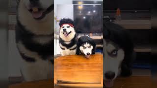 funny pets #funny dogs videos #shortsvideo #shorts #64