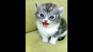 Realistic Meowing Kittens | Baby Cat Sounds | Crying Kittens Sounds.